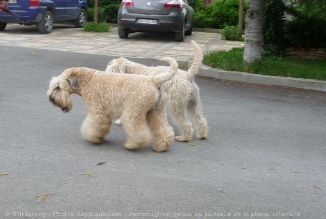 Photo de Terrier irlandais  poils doux