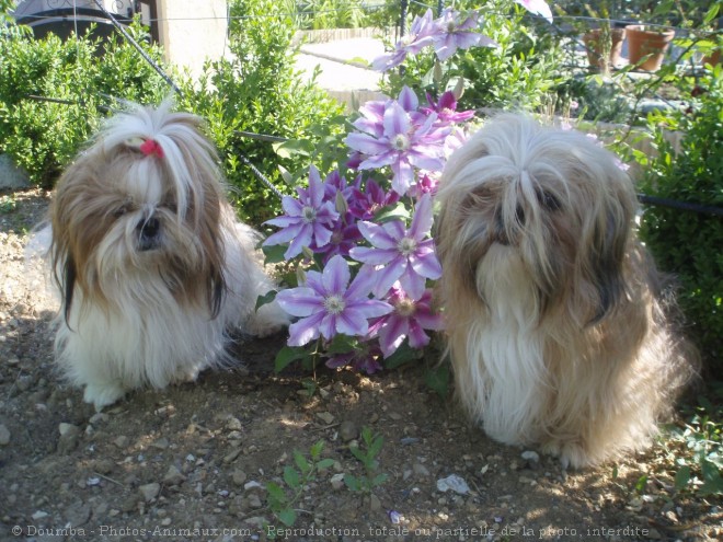 Photo de Shih tzu