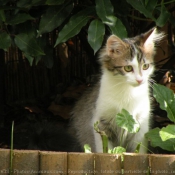 Photo de Chat domestique