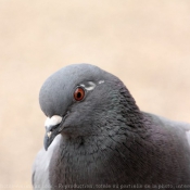 Photo de Pigeon