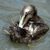 Photo de Canard