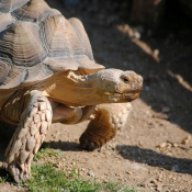 Photo de Tortue