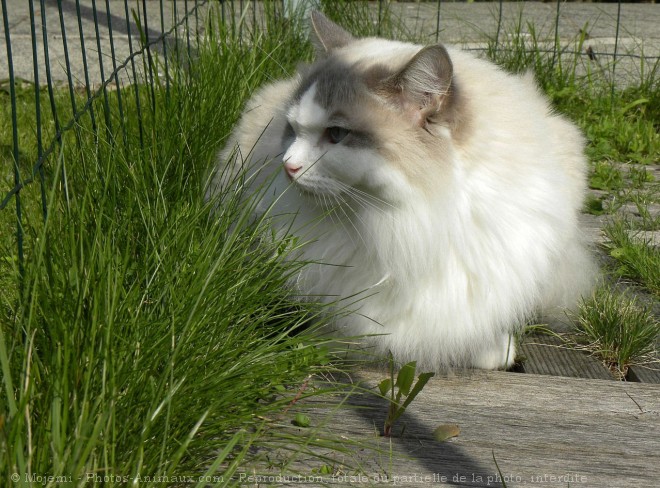 Photo de Ragdoll