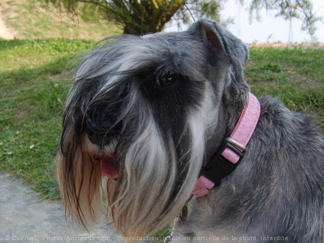 Photo de Schnauzer nain