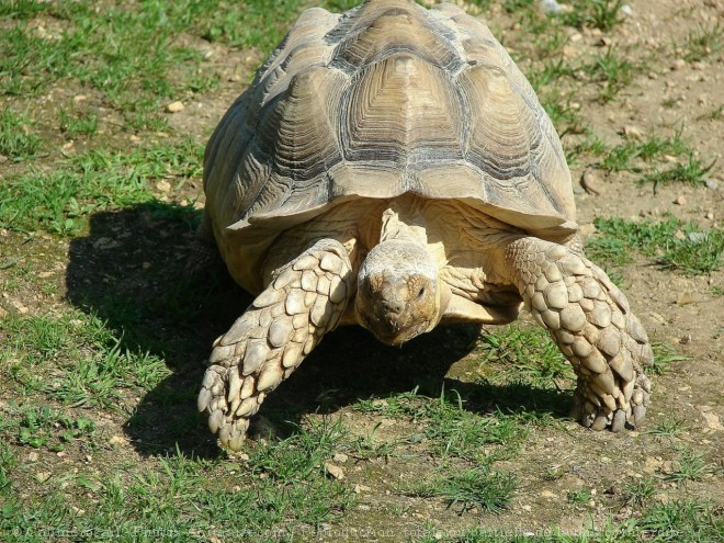 Photo de Tortue