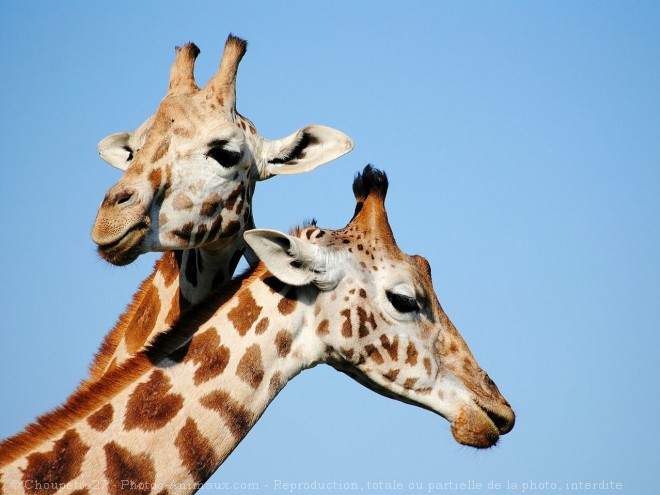 Photo de Girafe