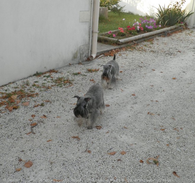 Photo de Schnauzer nain