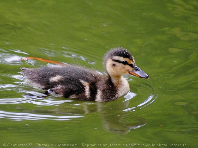 Photo de Canard