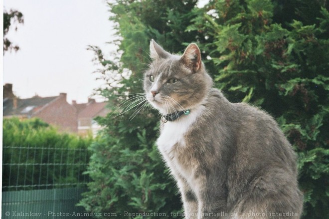 Photo de Chat domestique