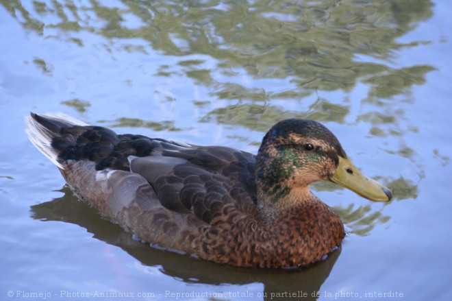 Photo de Canard