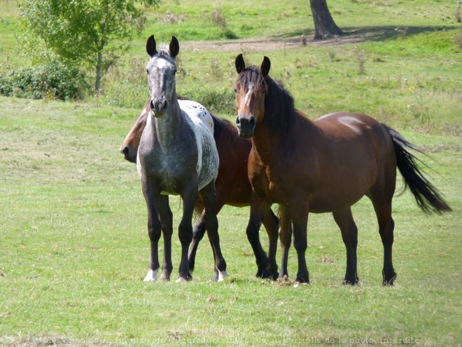 Photo de Races diffrentes