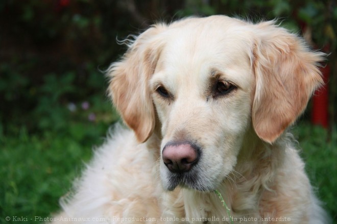 Photo de Golden retriever