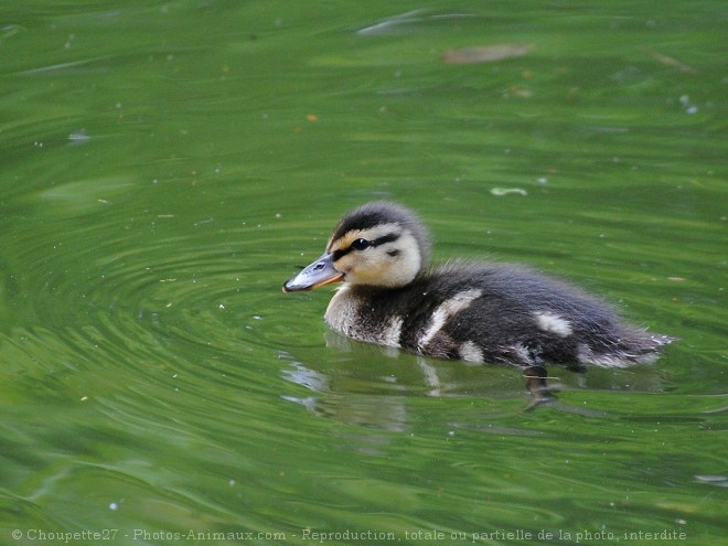 Photo de Canard