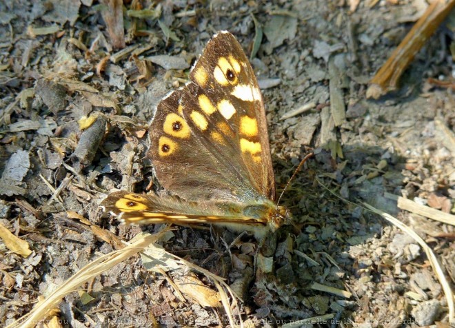 Photo de Papillon - belle-dame