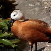 Photo de Canard tadorne casarca