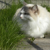 Photo de Ragdoll