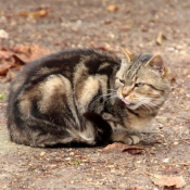 Photo de Chat domestique