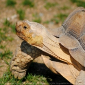 Photo de Tortue