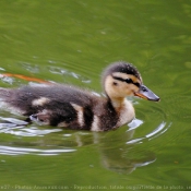 Photo de Canard