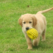 Photo de Golden retriever