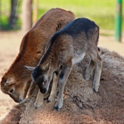 Photo de Mouflon