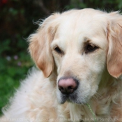 Photo de Golden retriever