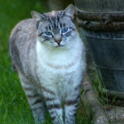 Photo de Chat domestique