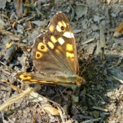 Photo de Papillon - belle-dame