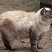 Photo de Chat domestique