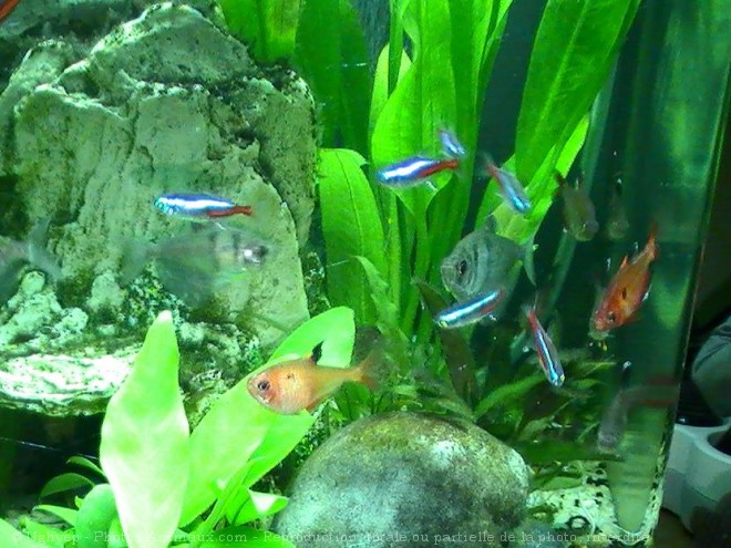 Photo de Poissons exotiques