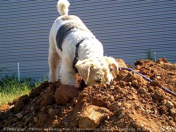 Photo de Fox terrier  poil dur