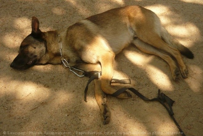 Photo de Berger belge malinois