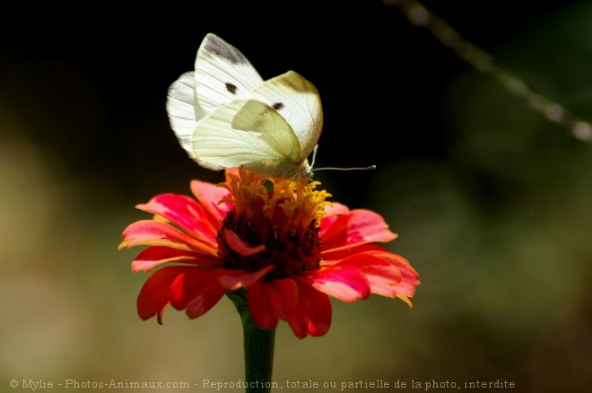 Photo de Papillon