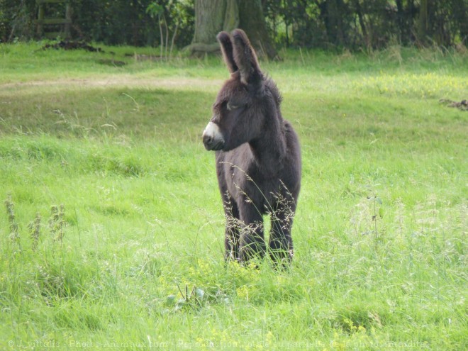 Photo d'Ane - grand noir du berry