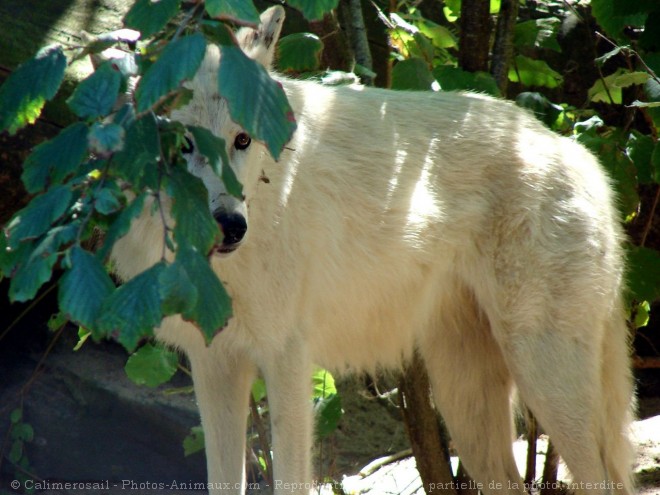 Photo de Loup