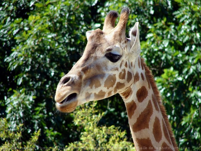 Photo de Girafe