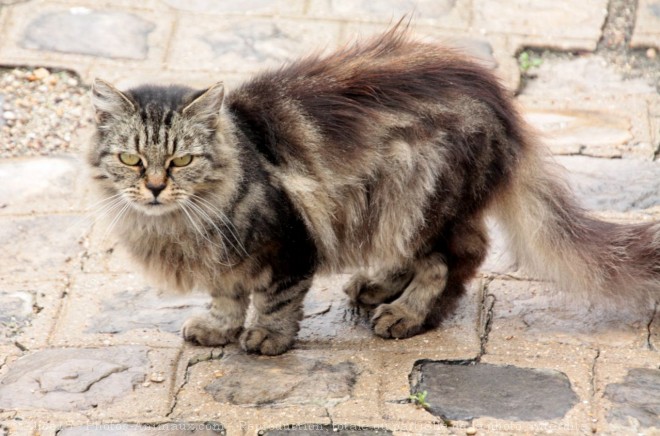 Photo de Chat domestique