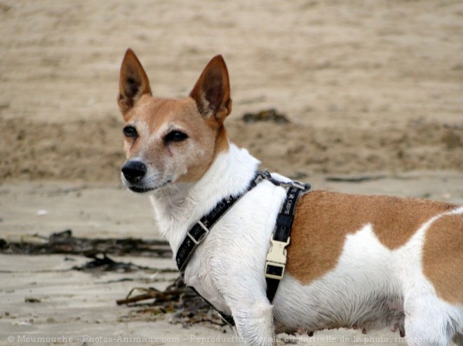 Photo de Jack russell terrier