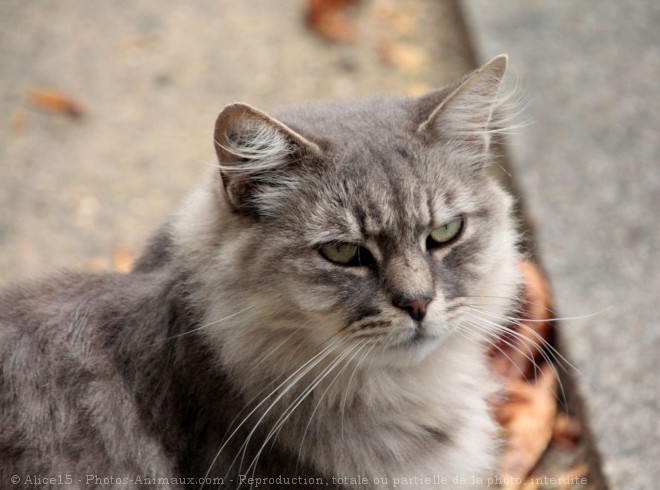 Photo de Chat domestique