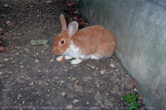 Photo de Lapin