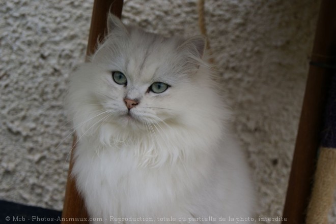 Photo de British longhair