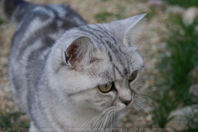 Photo de British shorthair