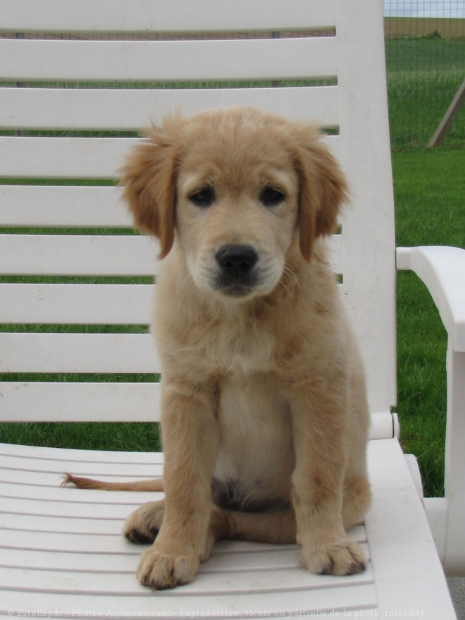 Photo de Golden retriever