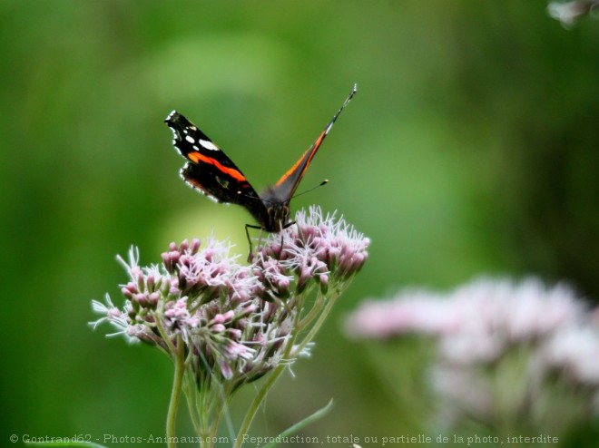 Photo de Papillon