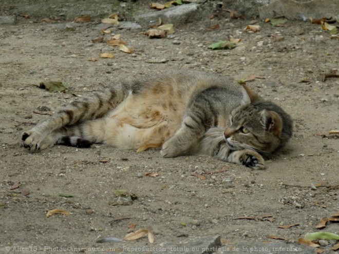 Photo de Chat domestique