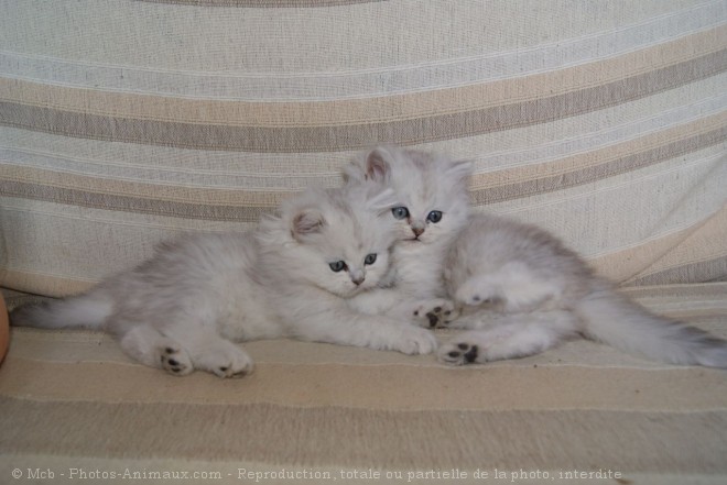 Photo de British longhair