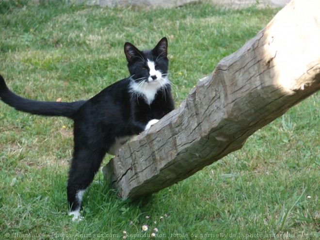 Photo de Chat domestique