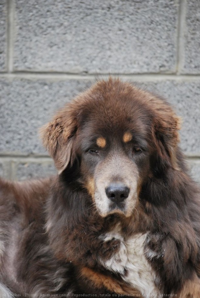 Photo de Dogue du tibet