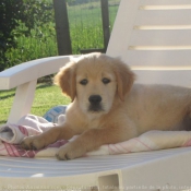 Photo de Golden retriever