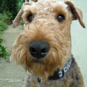 Photo d'Airedale terrier